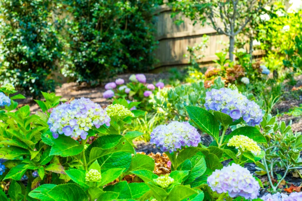 blue hydrangea