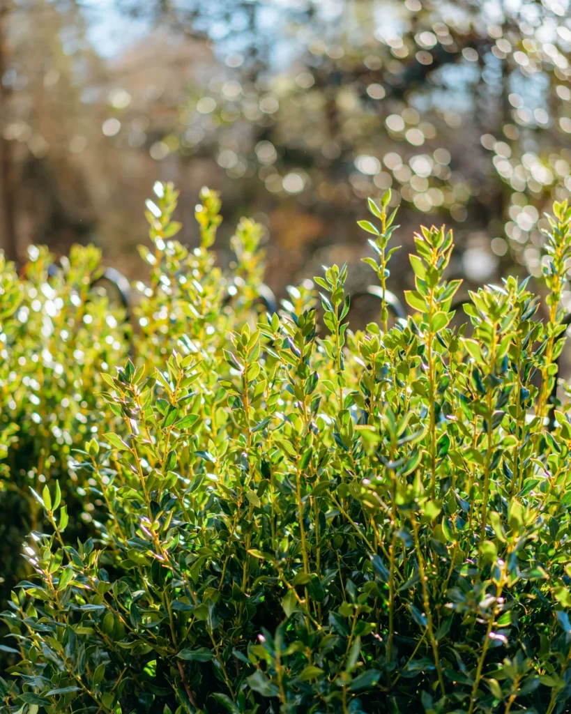 needle point holly bush