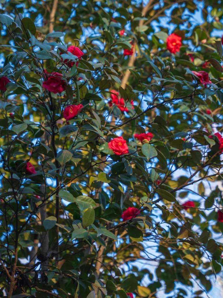 tree with red flowers
