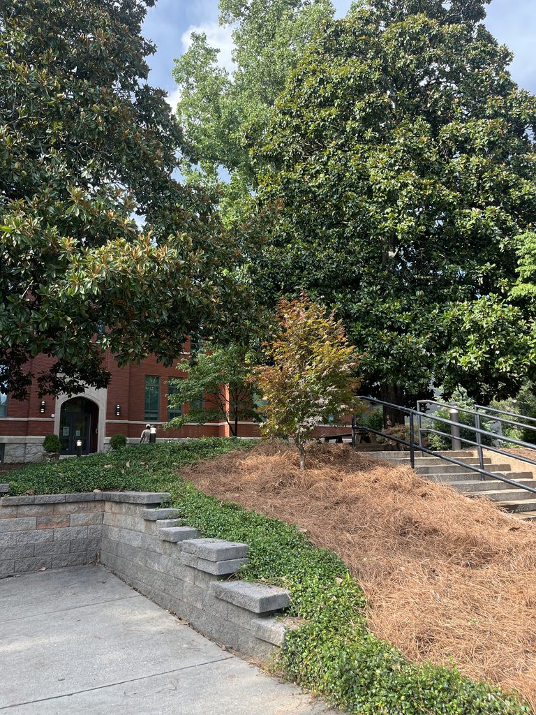 new tree in front of school
